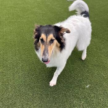 Bunny 5168 -  Collie Dog for Adoption in Loxahatchee Groves, Florida - Bunny 5168 | PetCurious