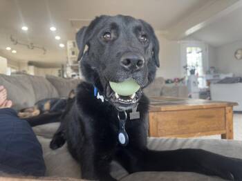 Labrador Retriever Dogs Available for Adoption in New York, New York - Monggun | PetCurious