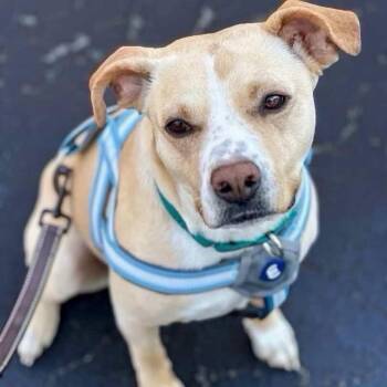 Katie -  American Staffordshire Terrier Dog for Adoption in Salem, New Hampshire - Katie | PetCurious