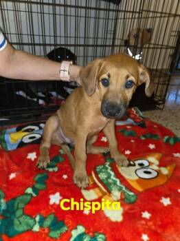 Labrador Retriever Dogs Available for Adoption in Huntington, New York - Chispita | PetCurious