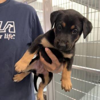 Doberman Pinscher and Shepherd Dogs Available for Adoption in Hawthorne, California - Champagne | PetCurious
