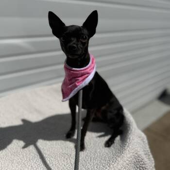 Rayne -  Chihuahua and Mixed Breed Dog for Adoption in Newberg, Oregon - Rayne | PetCurious
