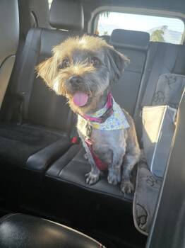 Rescue Maltese and Terrier Dogs for Adoption in Rancho Cucamonga, California - Lola | PetCurious