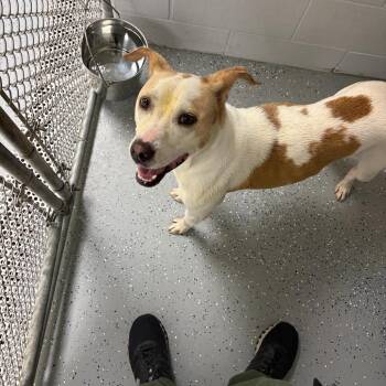 Graffiti -  Mixed Breed Dog for Adoption - Graffiti | PetCurious