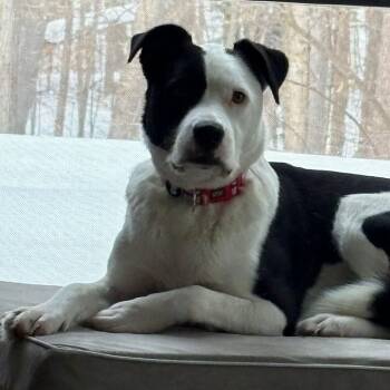 Border Collie and Labrador Retriever Dogs Available for Adoption in Ridgefield, Washington - Ms. Gorgeous Gloria | PetCurious