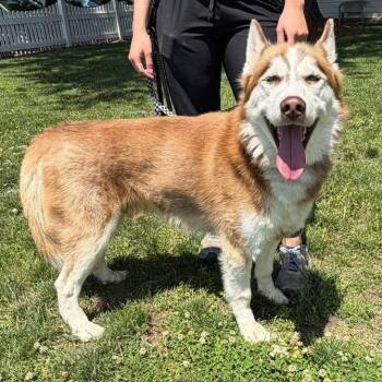 Frankie -  Siberian Husky Dog Available for Adoption in Waterloo, Iowa - Frankie | PetCurious