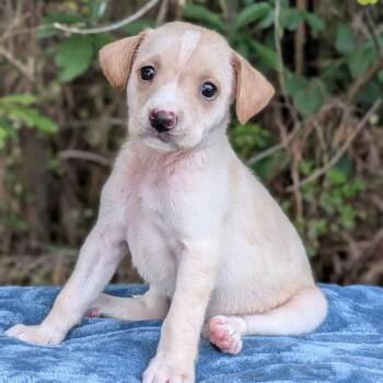 Elle 06-1116 -  Chihuahua and Mixed Breed Dog for Adoption in Tyrone, Georgia - Elle 06-1116 | PetCurious