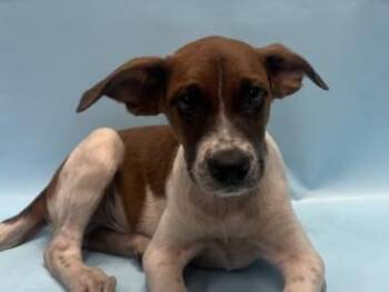 Reef -  Australian Cattle Dog Blue Heeler and Mixed Breed Dog for Adoption in Golden Valley, Minnesota - Reef | PetCurious