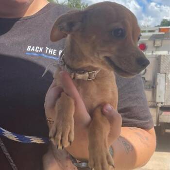 Rosa -  Mixed Breed Dog for Adoption in Dickinson, Texas - Rosa | PetCurious