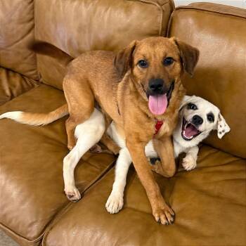 Australian Shepherd and Mixed Breed Dogs Available for Adoption in Minnetonka, Minnesota - Rocco D68591 | PetCurious