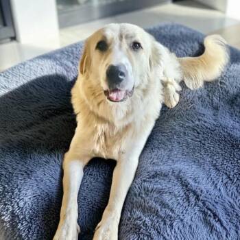 Lucy -  Golden Retriever and Great Pyrenees Dog for Adoption in Austin, Texas - Lucy | PetCurious