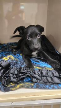 Rescue Mixed Breed Dogs for Adoption in Pinetop-lakeside, Arizona - Chowder | PetCurious