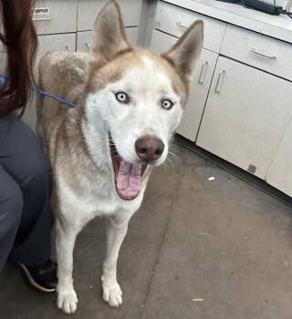HACHI -  Mixed Breed Dog for Adoption in Dallas, Texas - HACHI | PetCurious