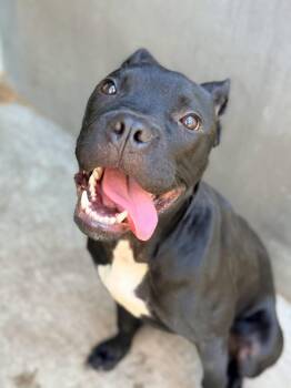 Tullabee -  Pit Bull Terrier Dog for Adoption in Chicago, Illinois - Tullabee | PetCurious