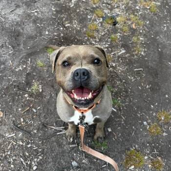 Nova -  Mixed Breed Dog for Adoption in Warwick, Rhode Island - Nova | PetCurious
