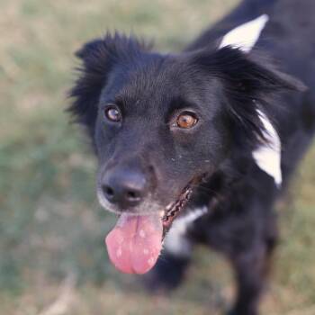 JULIE -  Bearded Collie Dog for Adoption in San Antonio, Texas - JULIE | PetCurious