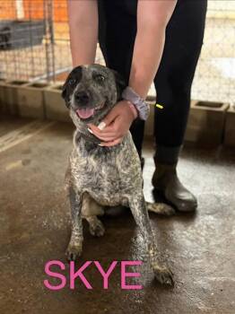 Cattle Dog Dogs Available for Adoption - Skye | PetCurious
