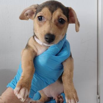 Forest -  Wirehaired Dachshund and Chihuahua Dog for Adoption in Hattiesburg, Mississippi - Forest | PetCurious