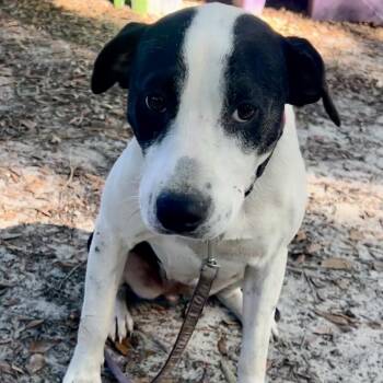 Pru -  Mixed Breed Dog for Adoption in Summerville, South Carolina - Pru | PetCurious