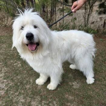 Great Pyrenees and Poodle Dogs Available for Adoption - Maverick | PetCurious