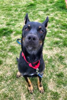 German Shepherd Dog Dogs Available for Adoption in Pocatello, Idaho - Rocket 46004 | PetCurious