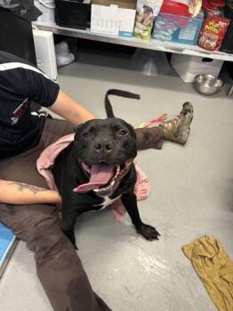 Penguin -  Mixed Breed Dog for Adoption in West Chester, Pennsylvania - Penguin | PetCurious