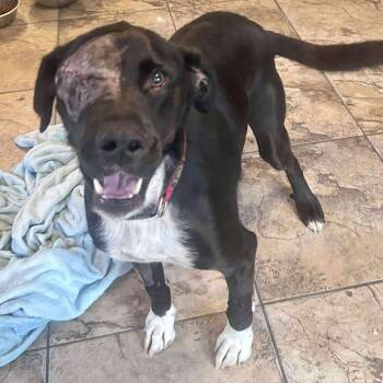 Black Labrador Retriever Dogs Available for Adoption - Kelso | PetCurious