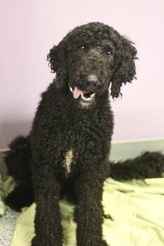 Beauregard in NH. Come Meet our Adoptable Dogs Wednesday-Saturda -  Poodle Dog for Adoption in Manchester, New Hampshire - Beauregard In NH. Come Meet Our Adoptable Dogs Wednesday-Saturda | PetCurious