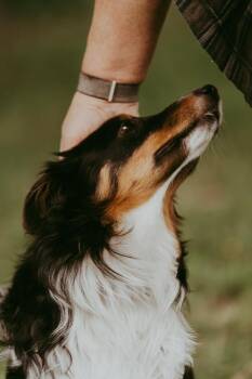 Shetland Sheepdog Sheltie Dogs Available for Adoption in Waunakee, Wisconsin - Benson Dunwoody | PetCurious