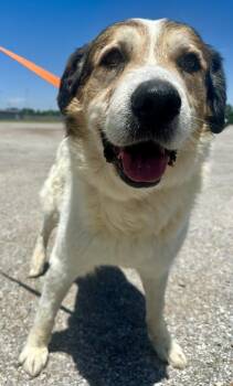 Anatolian Shepherd Dogs Available for Adoption in Shawnee, Oklahoma - Gideon | PetCurious