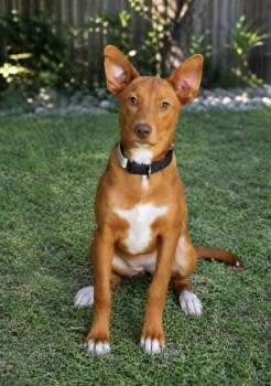 Australian Kelpie Dogs Available for Adoption in Lucas, Texas - Red | PetCurious