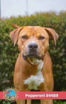 Pepperoni -  Mastiff Dog for Adoption in Mobile, Alabama - Pepperoni | PetCurious