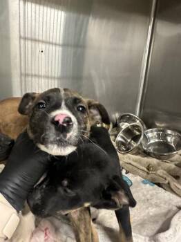 Pit Bull Terrier Dogs Available for Adoption - VALENTINA | PetCurious