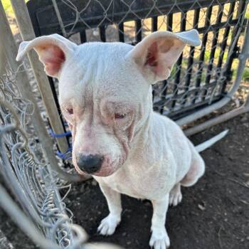 Mixed Breed Dogs Available for Adoption - Bianca | PetCurious