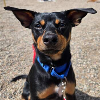Mixed Breed Dogs Available for Adoption in West Olive, Michigan - Muchacho | PetCurious