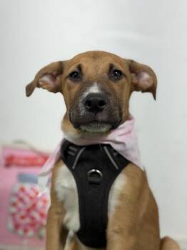 Krusty the clown-One of our Amazing Rescue Dogs -  Black Mouth Cur and Mountain Cur Dog for Adoption in Carlsbad, California - Krusty The Clown-One Of Our Amazing Rescue Dogs | PetCurious