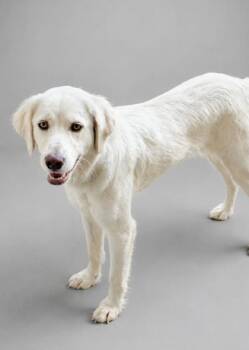 Elsa -  English Setter and Mixed Breed Dog for Adoption in Bowling Green, Kentucky - Elsa | PetCurious
