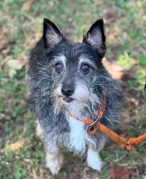 Schnauzer and Terrier Dogs Available for Adoption in Meherrin, Virginia - Hubcap | PetCurious