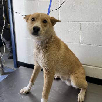 Husky Dogs Available for Adoption - (CCSO) Pedro Pascal | PetCurious