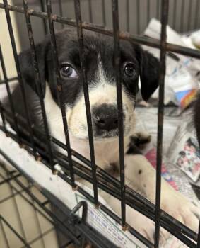 Baby Girl -  Labrador Retriever and Mixed Breed Dog for Adoption in Saint Clairsville, Ohio - Baby Girl | PetCurious