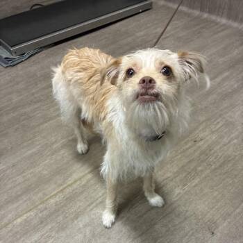 Lily -  Terrier and Mixed Breed Dog for Adoption in Pasadena, California - Lily | PetCurious