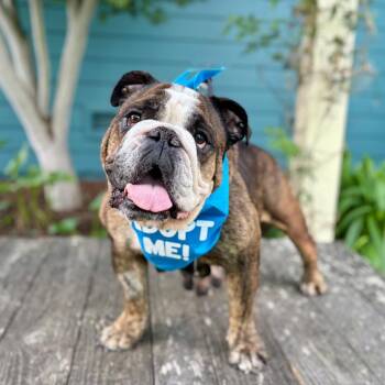 Gumdrop (was Sunshine) -  English Bulldog Dog for Adoption in Pacific Grove, California - Gumdrop (was Sunshine) | PetCurious