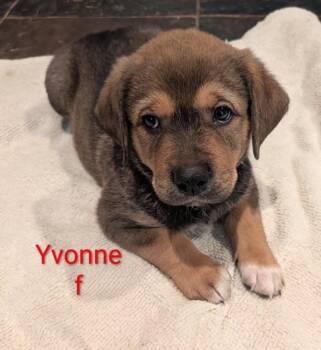 Yvonne - Margot -  Labrador Retriever and Shepherd Dog for Adoption in Lakeland, Florida - Yvonne - Margot | PetCurious