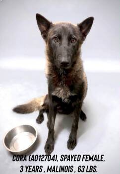 Cora -  Belgian Shepherd Malinois Dog for Adoption in Thornton, Colorado - Cora | PetCurious