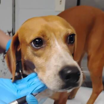 Rescue Beagle and Mixed Breed Dogs for Adoption in Morton Grove, Illinois - Jill | PetCurious