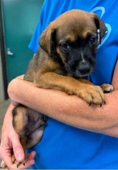 Kai -  Mixed Breed Dog for Adoption in Morristown, New Jersey - Kai | PetCurious