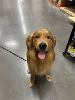 Sonny -  Golden Retriever Dog for Adoption in Brownstown, Indiana - Sonny | PetCurious