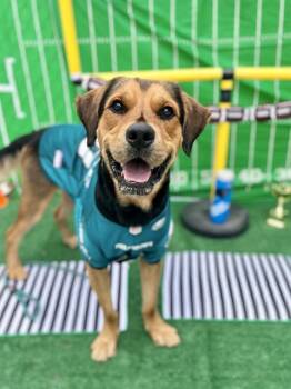 CARTER -  German Shepherd Dog and Mixed Breed Dog for Adoption in Charlotte, North Carolina - CARTER | PetCurious