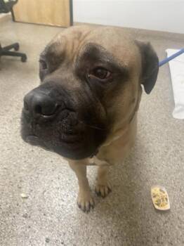 Louie -  Bullmastiff and Mastiff Dog for Adoption in Vancouver, Washington - Louie | PetCurious