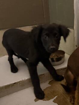 Monarch -  Labrador Retriever and Mixed Breed Dog for Adoption in Rockport, Texas - Monarch | PetCurious